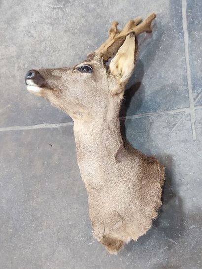 Chevreuil d'Europe (Capreolus capreolus)...
