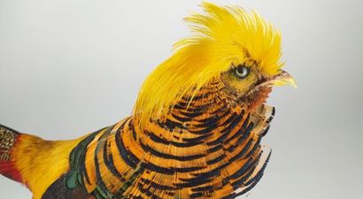 Faisan doré (Chrysolophus pictus) (D) : 
Beau...