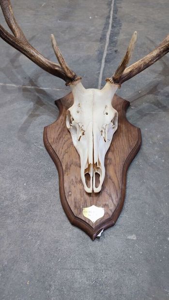 Red deer (Cervus elaphus) (CH): 
Massacre...
