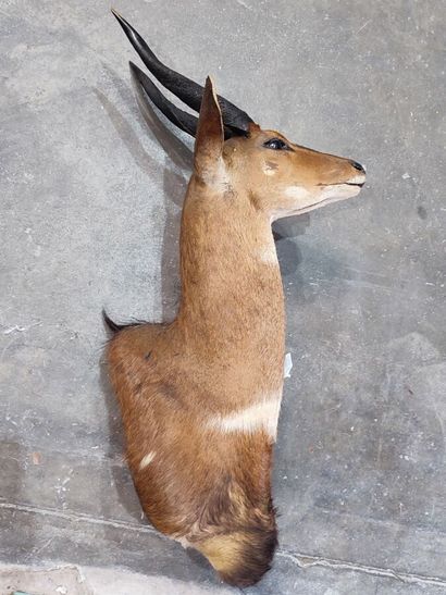 Guib harnaché (Tragelaphus scriptus) (CH)...