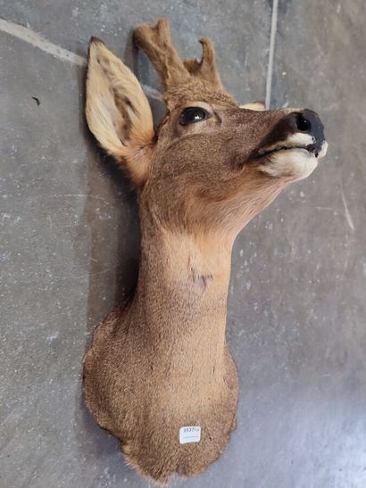 European roe deer (Capreolus capreolus) (CH):...