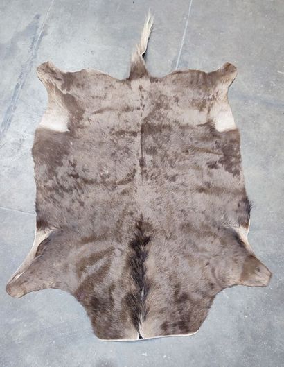 A set comprising various skins of Bovidae...