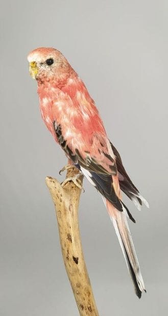 Perruche de Bourke (Neopsephotus Bourkii)...