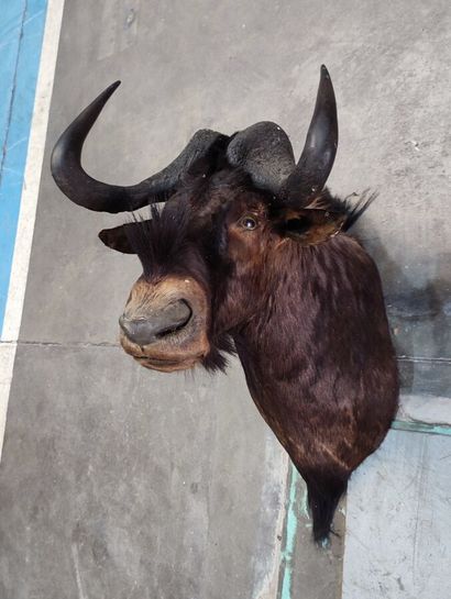 White-tailed black wildebeest (Connochaetes...