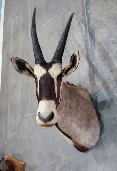 Kalahari Oryx gemsbok (Oryx gazella gazella)...