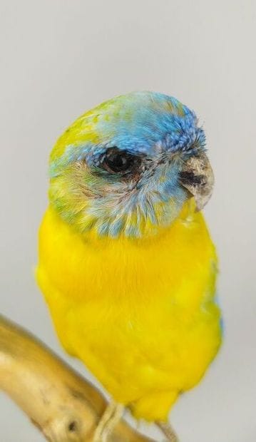 Perruche turquoisine (Neophema pulchella)...