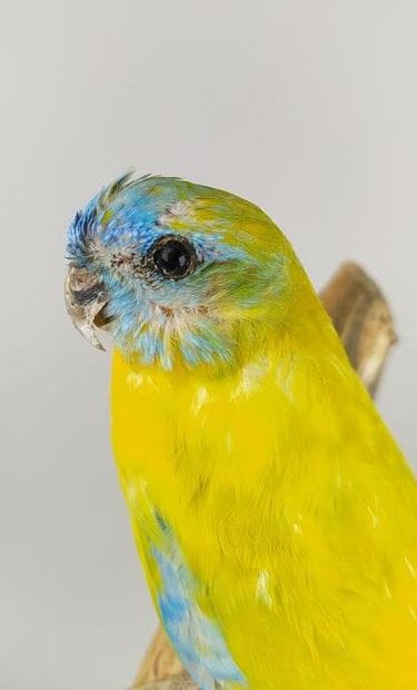 Perruche turquoisine (Neophema pulchella)...
