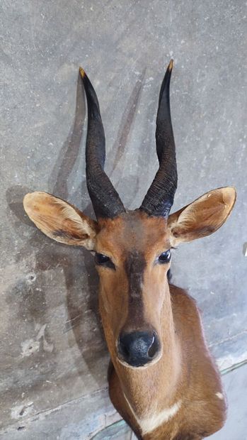 Guib harnaché (Tragelaphus scriptus) (CH)...