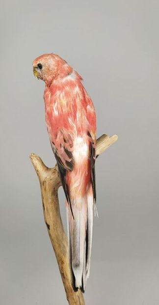 Perruche de Bourke (Neopsephotus Bourkii)...