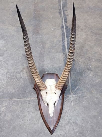 A set comprising 2 escutcheon-mounted Bovidae...