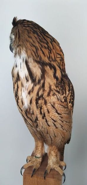 Hibou grand-duc d'Europe (II/A-CE) bagué...