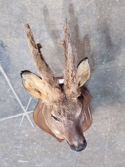 European roe deer (Capreolus capreolus) (CH)...