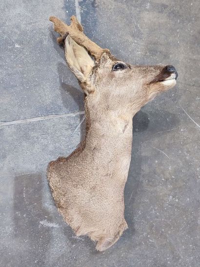 Chevreuil d'Europe (Capreolus capreolus)...