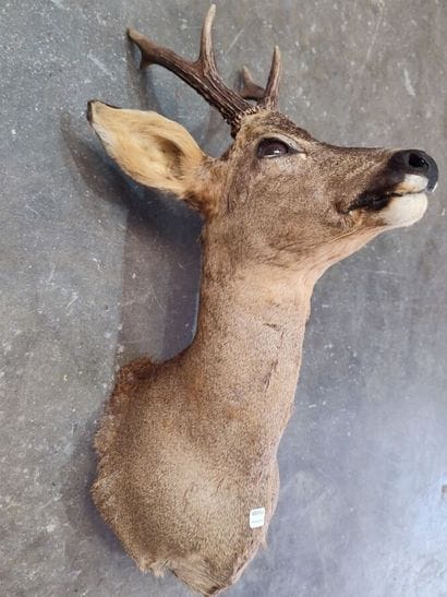 European roe deer (Capreolus capreolus) (CH):...
