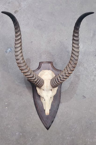 Antelope massacre mounted on escutcheon