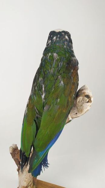Pione à couronne blanche (Pionus senilis)...