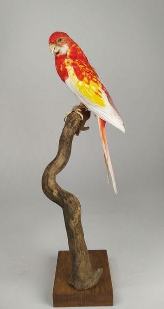 Perruche omnicolore (Platycercus eximius)...