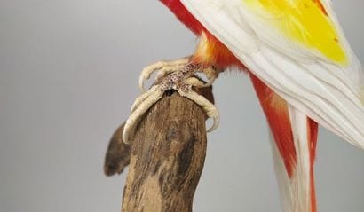 Perruche omnicolore (Platycercus eximius)...
