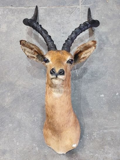 Impala (Aepyceros melampus) (CH):
Head in...