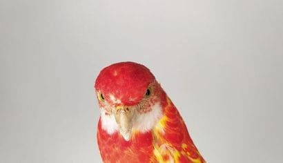 Perruche omnicolore (Platycercus eximius)...