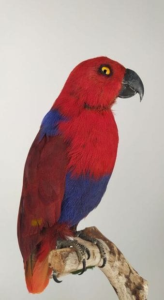Perroquet grand eclectus (Eclectus roratus)...