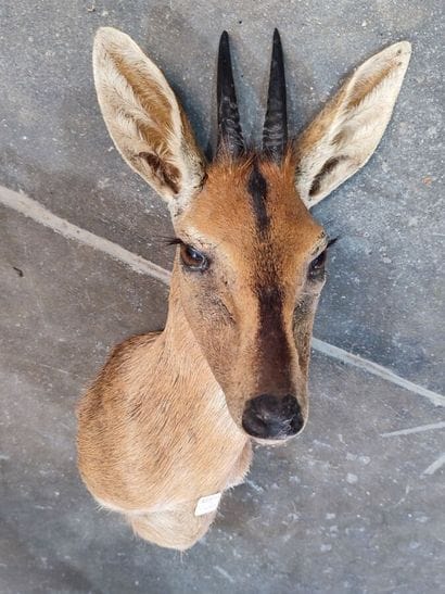 Grimm's duiker (Sylvicapra grimmia) (CH)
Head...