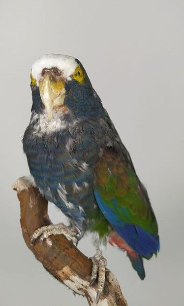 Pione à couronne blanche (Pionus senilis)...