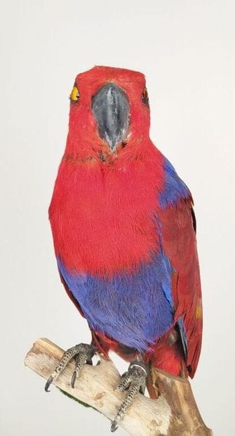 Perroquet grand eclectus (Eclectus roratus)...