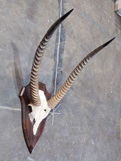 A set comprising 2 escutcheon-mounted Bovidae...
