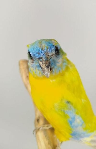 Perruche turquoisine (Neophema pulchella)...