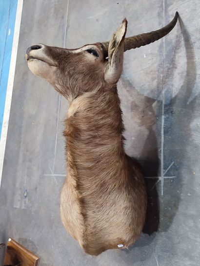 Cobe à croissant (Kobus ellipsyprimnus) (CH)...