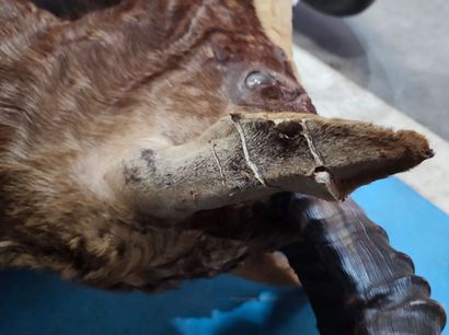 Blesbok (Damaliscus dorcas phillipsi) (CH):
Head...