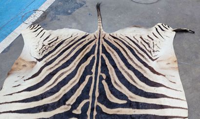 Burchell's zebra (Equus burchelli) (CH):
Beautiful...