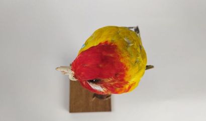 Perruche omnicolore à manteau d'or (Platycercus...