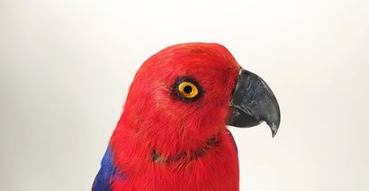 Perroquet grand eclectus (Eclectus roratus)...