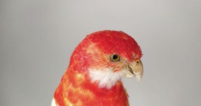 Perruche omnicolore (Platycercus eximius)...
