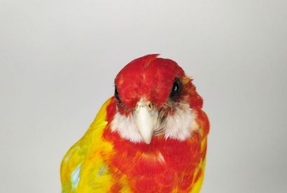 Perruche omnicolore à manteau d'or (Platycercus...