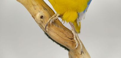 Perruche turquoisine (Neophema pulchella)...