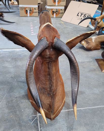 Western Bongo (Tragelaphus eurycerus eurycerus)...