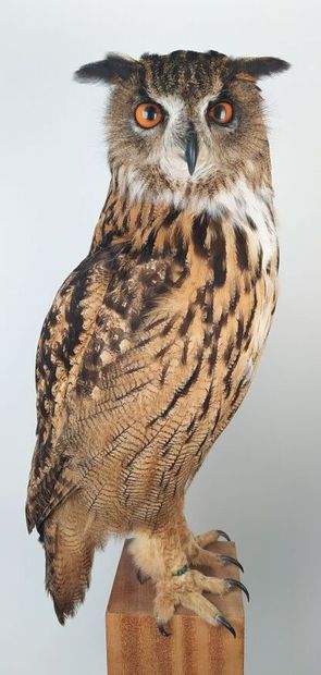 Hibou grand-duc d'Europe (II/A-CE) bagué...