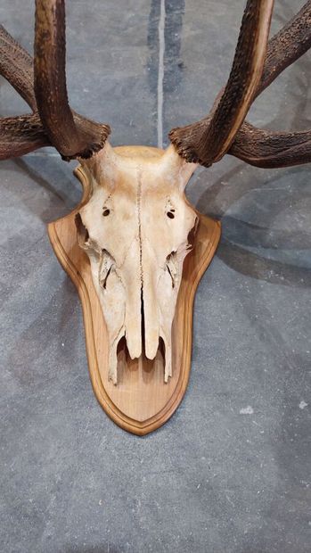 Red deer (Cervus elaphus) (CH): 
Very fine...