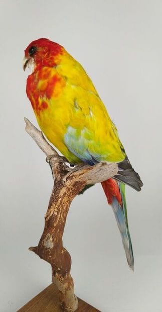Perruche omnicolore à manteau d'or (Platycercus...