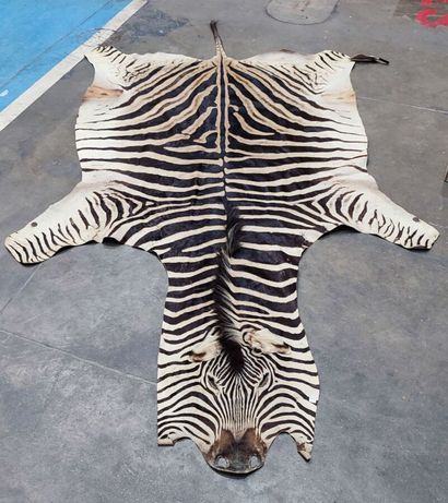Burchell's zebra (Equus burchelli) (CH):
Beautiful...