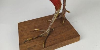 Faisan doré (Chrysolophus pictus) (D) : 
Beau...
