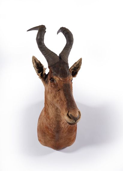 Bubale caama (Alcelaphus buselaphus caama...