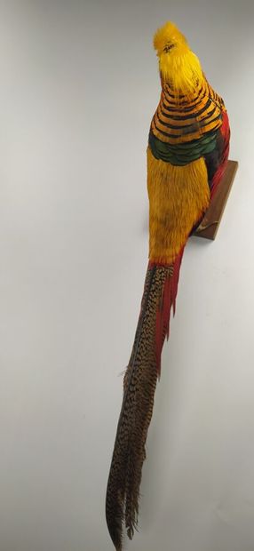 Faisan doré (Chrysolophus pictus) (D) : 
Beau...
