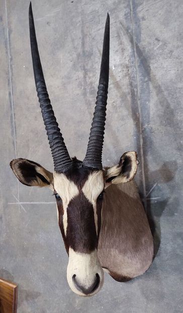 Kalahari Oryx gemsbok (Oryx gazella gazella)...