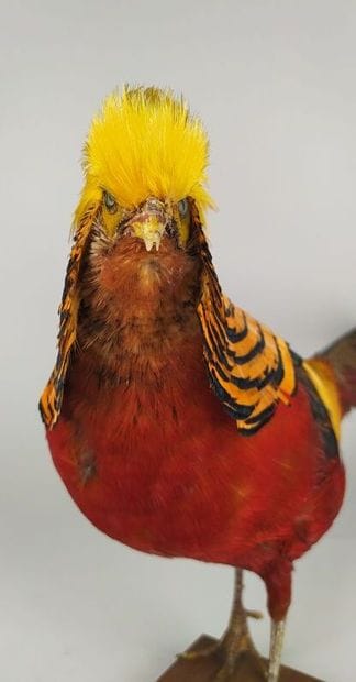 Faisan doré (Chrysolophus pictus) (D) : 
Beau...