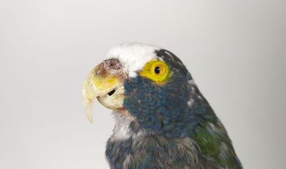 Pione à couronne blanche (Pionus senilis)...