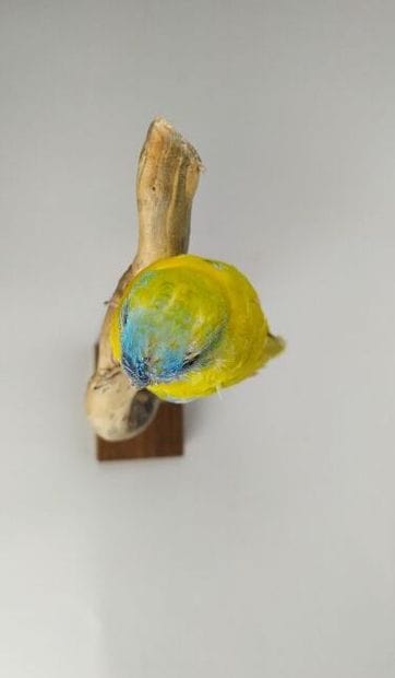 Perruche turquoisine (Neophema pulchella)...